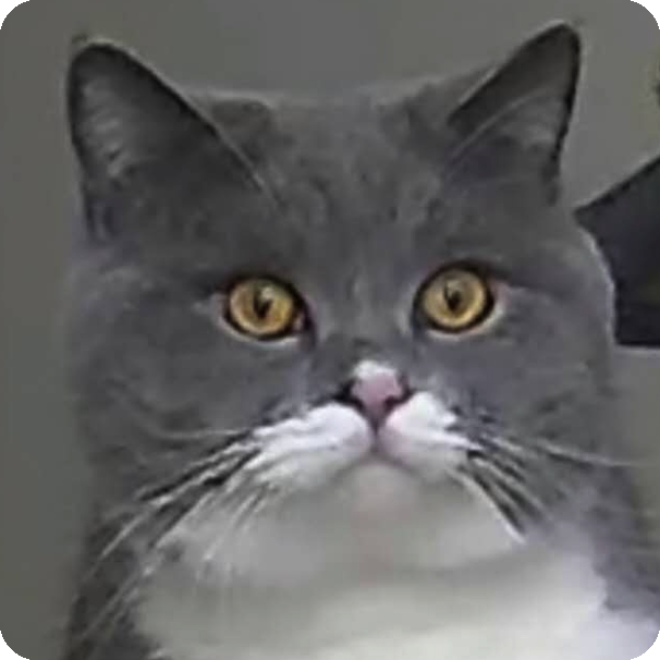 /imgs/avatar.jpg